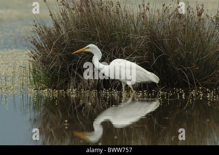 Airone bianco maggiore (Egretta alba) adulto, in piedi in acqua con la riflessione, Lesbo, Grecia, aprile Foto Stock