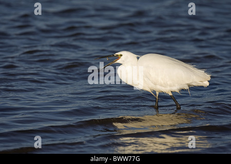 Garzetta (Egretta garzetta) adulto, alimentando il pesce in acqua, Norfolk, Inghilterra, inverno Foto Stock