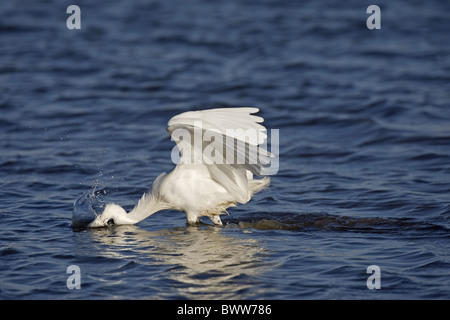 Garzetta (Egretta garzetta) adulto, alimentazione, colpisce in preda in acqua, Norfolk, Inghilterra, inverno Foto Stock