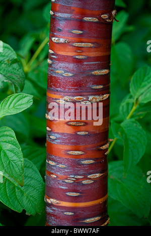 Corteccia colorata di Prunus serrula - Albero a foglie decidue con peeling nastrati satinata lucida come la corteccia Foto Stock