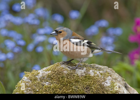 (Fringuello Fringilla coelebs) maschio adulto, appollaiato sulla roccia nel giardino, Inghilterra, giugno Foto Stock