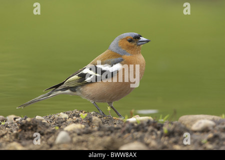 (Fringuello Fringilla coelebs) maschio adulto, in piedi accanto al laghetto in giardino, Warwickshire, Inghilterra, molla Foto Stock