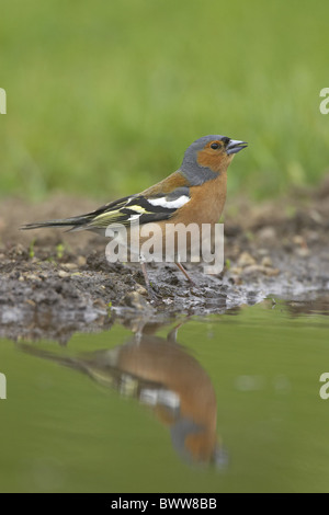 (Fringuello Fringilla coelebs) maschio adulto, bevendo al laghetto in giardino, Warwickshire, Inghilterra, molla Foto Stock