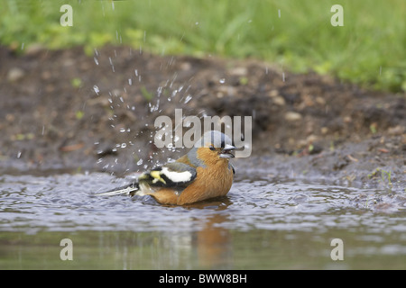 (Fringuello Fringilla coelebs) maschio adulto, balneazione nel laghetto in giardino, Warwickshire, Inghilterra, molla Foto Stock