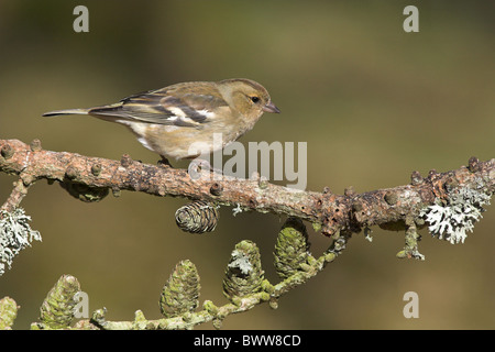 (Fringuello Fringilla coelebs) femmina adulta, appollaiato sul larice branch, frontiere, Scozia, inverno Foto Stock