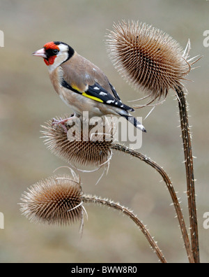 Cardellino (Carduelis carduelis) adulto, alimentazione (Teasel Dipsacus fullonum) semi, Inghilterra, marzo Foto Stock