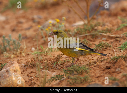 Verdone (Carduelis chloris voousi) nord africana di sottospecie, maschio adulto, avanzamento sul terreno, Marocco, aprile Foto Stock