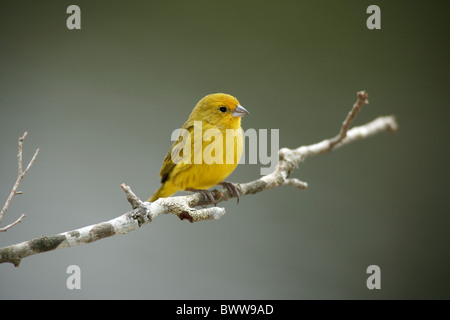 Lo zafferano Finch (Sicalis flaveola) maschio adulto, appollaiato su ramoscello, Pantanal, Mato Grosso, Brasile Foto Stock