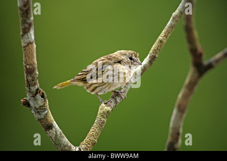 Lo zafferano Finch (Sicalis flaveola) femmina adulta, appollaiato su ramoscello, Pantanal, Mato Grosso, Brasile Foto Stock