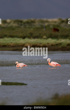 Flamingo cileni (Phoenicopterus chilensis) due adulti, wading nella Puna lago habitat, Jujuy, Argentina, gennaio Foto Stock