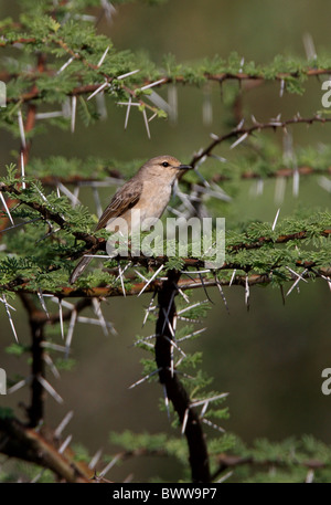 Grigio africano Flycatcher (Bradornis microrhynchus) adulto, arroccato in acacia, Kenya, novembre Foto Stock