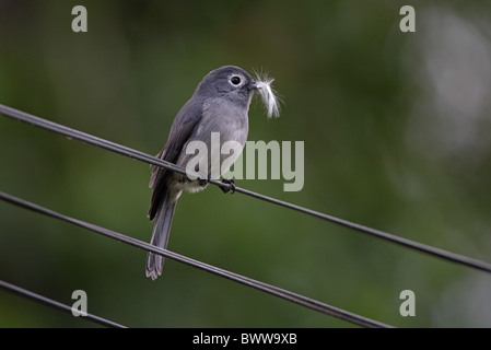 White eyed Slaty Flycatcher Melaenornis fischeri Foto Stock