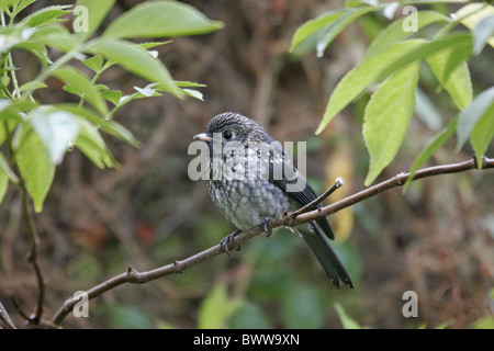 Bianco-eyed Slaty Flycatcher (Melaenornis fischeri) immaturo, appollaiato su ramoscello, Lake Naivasha, Great Rift Valley, Kenya Foto Stock