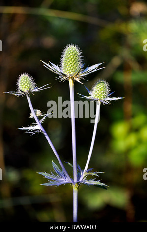 pianta di cardo Foto Stock