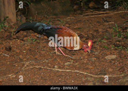 Ceylon (Junglefowl Gallus lafayetti) maschio adulto, alimentando in foresta, Sinharaja, Sri Lanka Foto Stock