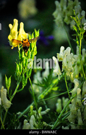 Il miele delle api pollenating pisello dolce fiori Foto Stock