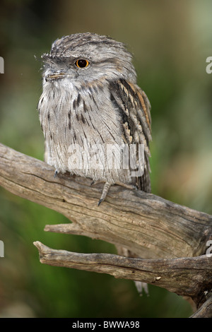 Bruno Frogmouth (Podargus strigoides) adulto, appollaiato sul ramo, Australia Foto Stock