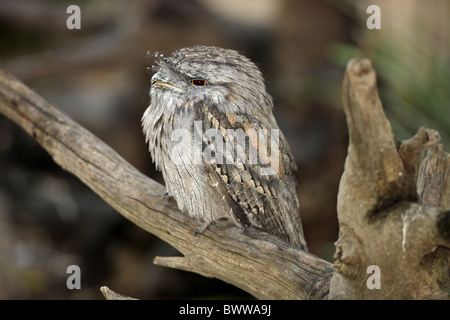 Bruno Frogmouth (Podargus strigoides) adulto, appollaiato sul ramo, Australia Foto Stock