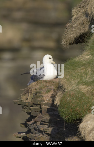 Northern Fulmar (Fulmaris glacialis) adulto, al cliff sito di nidificazione, Scozia, molla Foto Stock