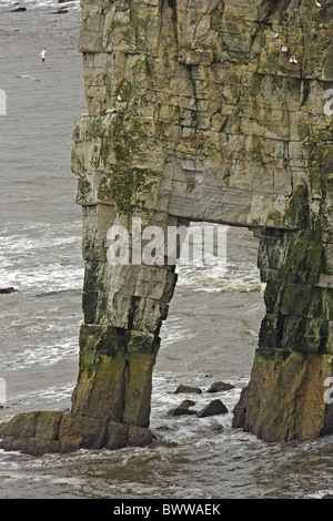 Northern Gannet (Morus bassanus) colonia, nesting a picco sul mare arch, Bempton Cliffs RSPB Riserva, Yorkshire, Inghilterra, estate Foto Stock