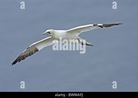 Northern Gannet (Morus bassanus) adulto, in volo, Bempton Cliffs RSPB Riserva, Yorkshire, Inghilterra, estate Foto Stock
