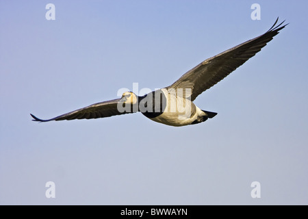Barnacle Goose (Branta leucopsis) adulto, in volo, Caerlaverock WWT, Dumfries Scozia, inverno Foto Stock