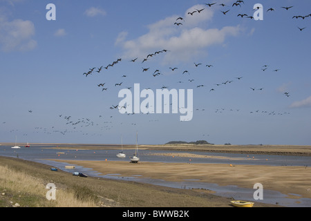 Brent Goose (Branta bernicla) gregge, in volo sulla costa, canale di pozzi, Norfolk, Inghilterra Foto Stock