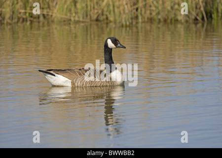 Canada Goose (Branta canadensis) specie introdotte, adulto, nuoto, Norfolk, Inghilterra, aprile Foto Stock