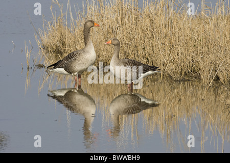 Graylag Goose (Anser anser) Coppia adulta, in piedi nella zona umida, riflesso nell'acqua, Norfolk, Inghilterra Foto Stock