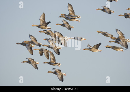 Graylag Goose (Anser anser) gregge, in volo, Norfolk, Inghilterra, inverno Foto Stock
