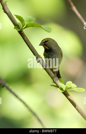 Giallo-di fronte Grassquit (Tiaris olivacea) maschio adulto, arroccato sullo stelo, Marshall penna, Giamaica, novembre Foto Stock