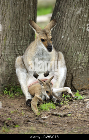 Jungtier - giovani Mutter mit Baby - Madre con bambino weiblich - femmina wallaby wallaby erbivoro erbivori marsupiale Foto Stock