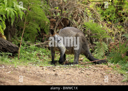 Fressend - alimentazione weiblich - femmina wallaby wallaby erbivoro erbivori marsupiale marsupiali mammiferi mammifero animali animali Foto Stock