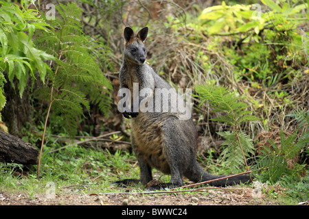 Fressend - alimentazione weiblich - femmina wallaby wallaby erbivoro erbivori marsupiale marsupiali mammiferi mammifero animali animali Foto Stock