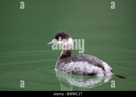 Nero-Svasso collo (Podiceps nigricollis) adulto, piumaggio invernale, nuoto, Suffolk, Inghilterra, gennaio Foto Stock