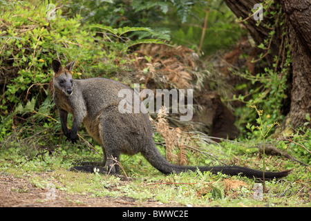 Weiblich - femmina wallaby wallaby erbivoro erbivori marsupiale marsupiali mammiferi mammifero animali animali australia Foto Stock