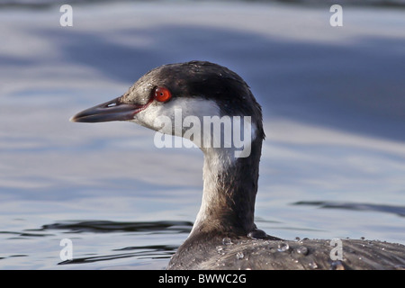 Svasso della Slavonia (Podiceps auritus) adulto, piumaggio invernale, close-up di testa, sull'acqua, Staffordshire, Inghilterra, gennaio Foto Stock