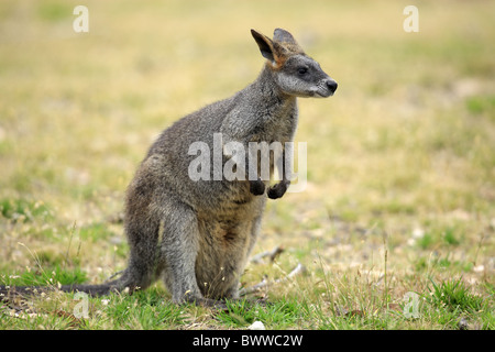 Weiblich - femmina wallaby wallaby erbivoro erbivori marsupiale marsupiali mammiferi mammifero animali animali australia Foto Stock