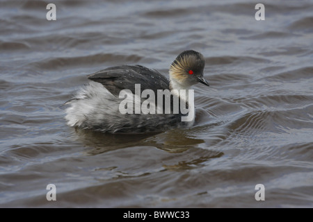 Svasso argenteo (Podiceps occipitalis) adulto, Nuoto Il laghetto, Isole Falkland Foto Stock