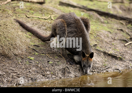 Am Wasser - in acqua - trinkend weiblich potabile - femmina wallaby wallaby erbivoro erbivori marsupiale marsupiali mammifero Foto Stock