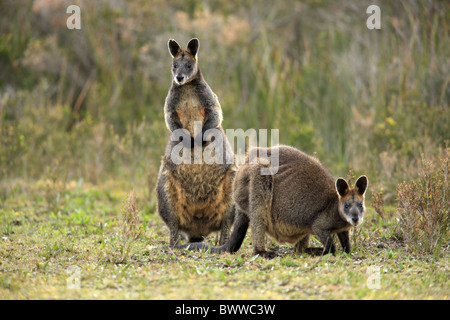 Maennlich - maschio Paar - giovane weiblich - femmina wallaby wallaby erbivoro erbivori marsupiale marsupiali mammiferi di mammifero Foto Stock