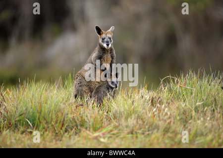 Adulto mit Jungtier - adulti con i giovani - adulti con baby Jungtier - giovani weiblich - femmina wallaby wallaby erbivoro Foto Stock