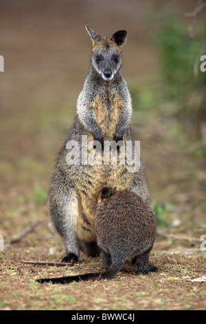 Adulto mit Jungtier - adulti con i giovani - adulti con baby Jungtier - giovani weiblich - femmina wallaby wallaby erbivoro Foto Stock