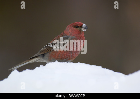 Pine Grosbeak (Pinicola enucleator) maschio adulto, rovistando sulla neve, Kaamanen, Inari, Lapponia, Finlandia, molla Foto Stock