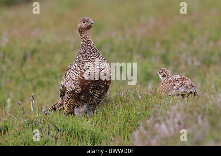 Red Grouse (Lagopus lagopus scoticus) femmina adulta con pulcino, su heather moorland, Swaledale, Yorkshire Dales, North Yorkshire, Inghilterra, giugno Foto Stock