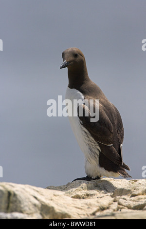 Comune di Guillemot (Uria aalge) adulto, in piedi sulla roccia, Isola di fiocco, farne Islands, Northumberland, Inghilterra, estate Foto Stock