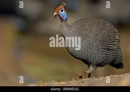 Helmeted Faraone (Numida meleagris) adulto, passeggiate, Riserva di Mashatu, Tuli Block, Botswana Foto Stock