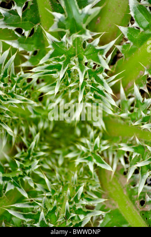 Sharp adesivo appuntiti dolorosa cardo vegetale close up Foto Stock