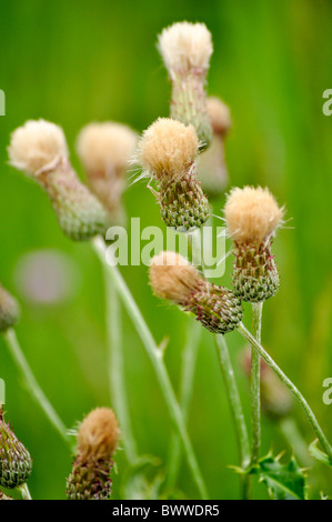 Thistle impianto chiuso Foto Stock