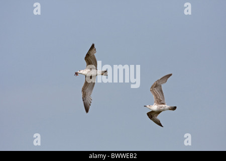 Aringa Gabbiano (Larus argentatus) due ragazzi, con Black-headed Gull (Larus ridibundus) chick preda Minsmere RSPB Riserva, Suffolk, Inghilterra, può Foto Stock